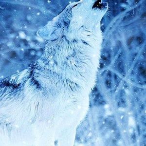 Meet your Posher, Fred